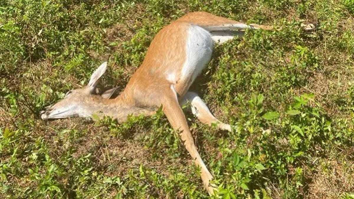 Doe shot and killed illegally in Rome, Maine