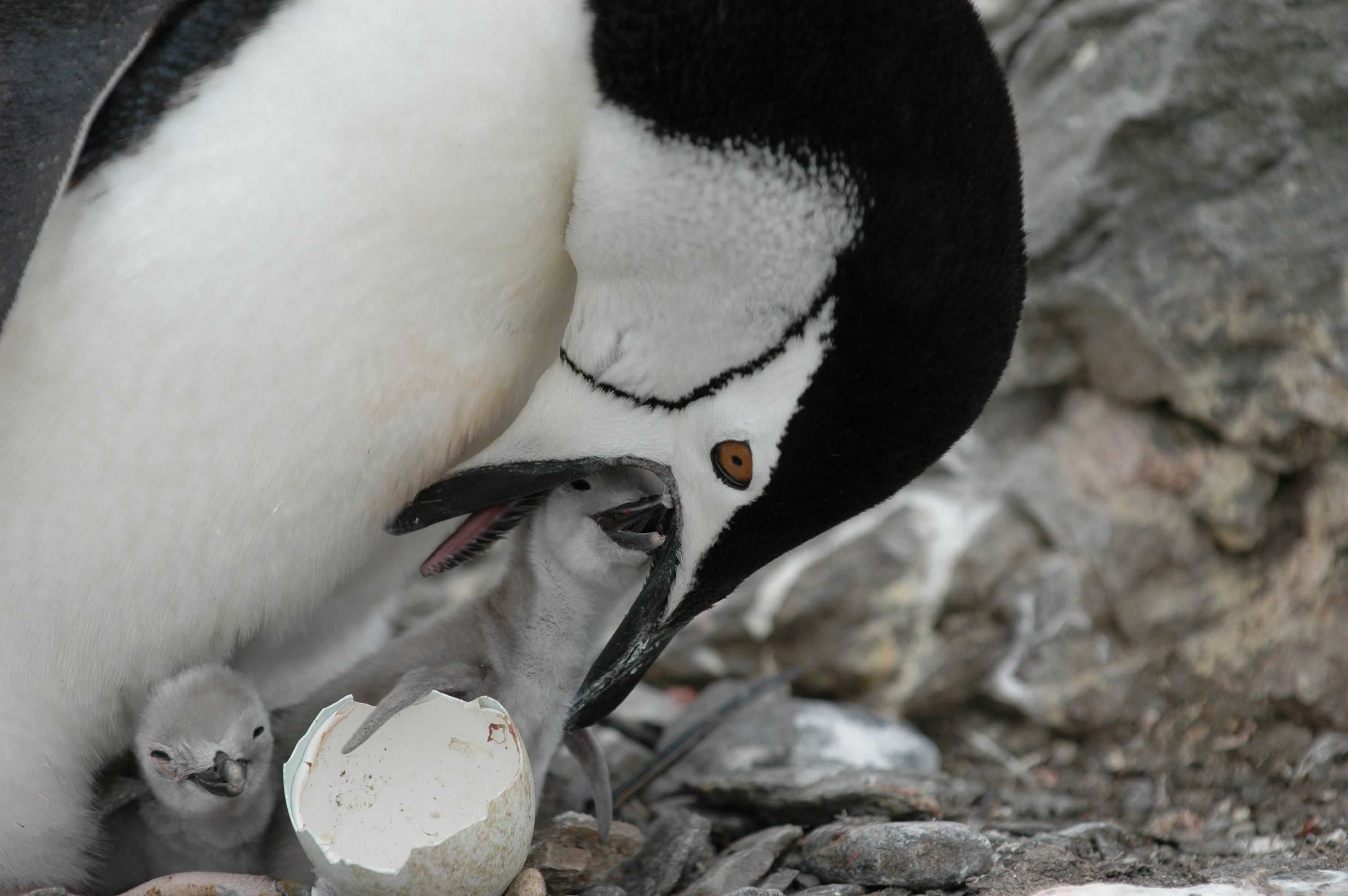 This island was home to the planet’s largest penguin colony. Here’s why it just lost that title