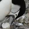 This island was home to the planet’s largest penguin colony. Here’s why it just lost that title