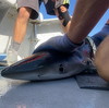 Maine scientists tag sharks to collect data that will inform potential offshore wind farm