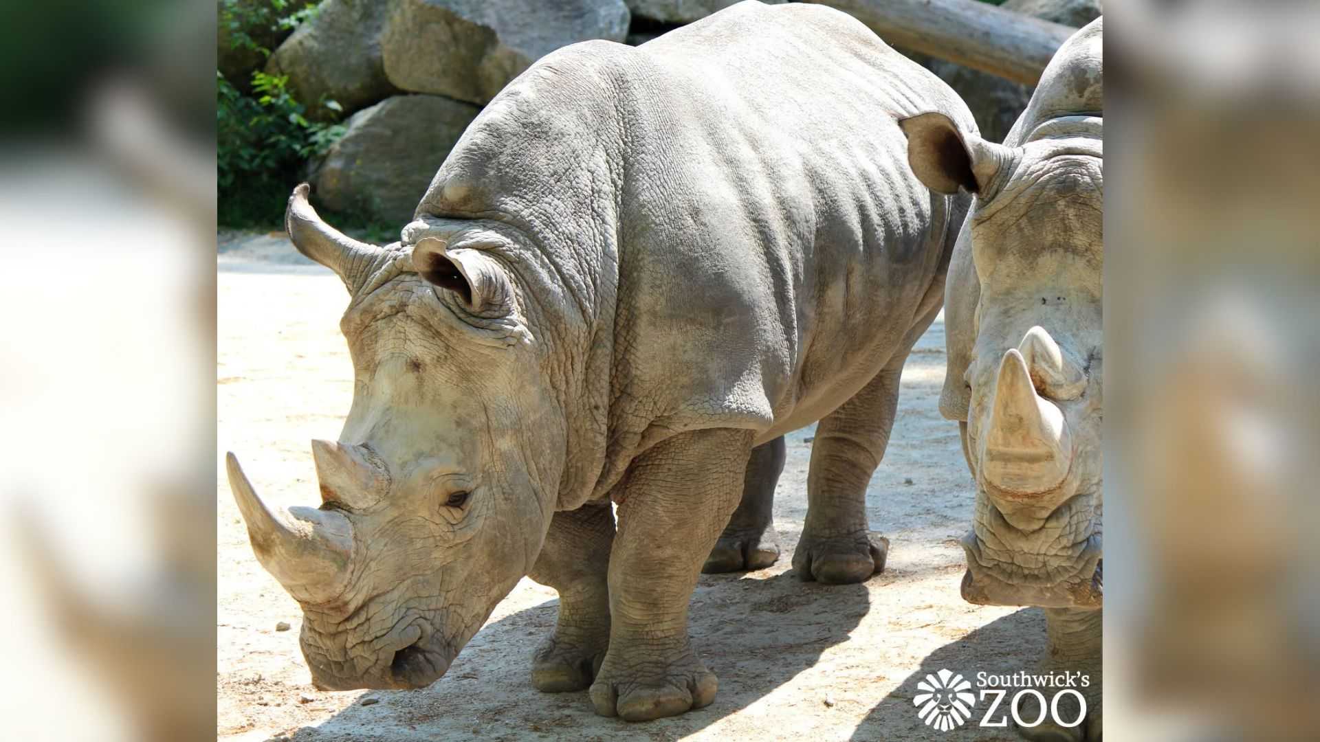 Thelma the white rhino dies at Southwick Zoo; Partner Louise sickened