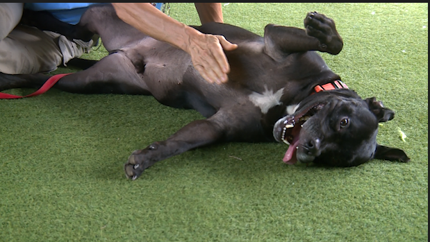 Palm Beach County animal shelter takes emergency steps ahead of dangerous heat weekend