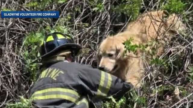 Pennsylvania firefighters rescue golden retriever stuck in a tree