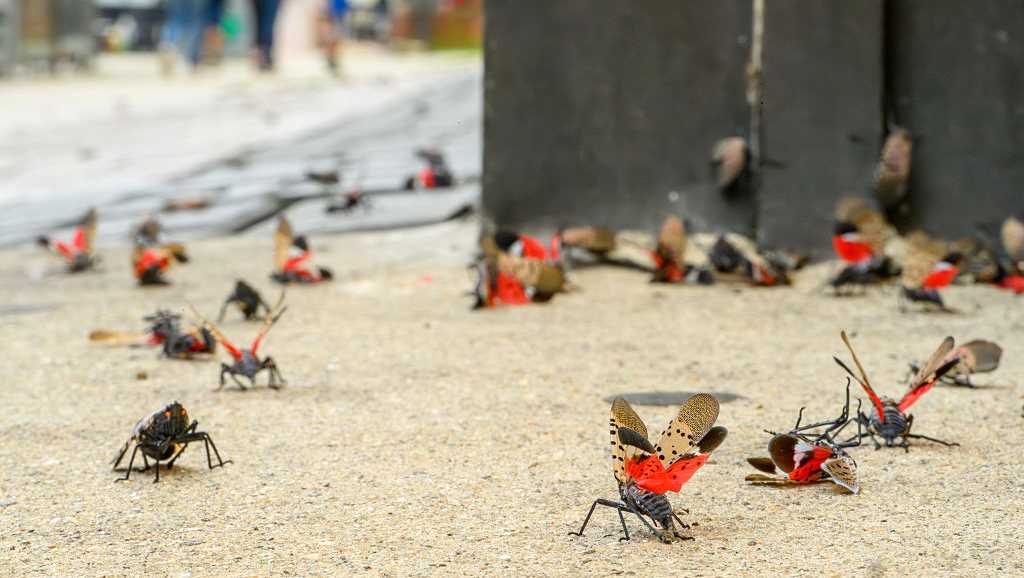 Residents urged to kill the invasive spotted lanternfly as the pest spreads across Mass.