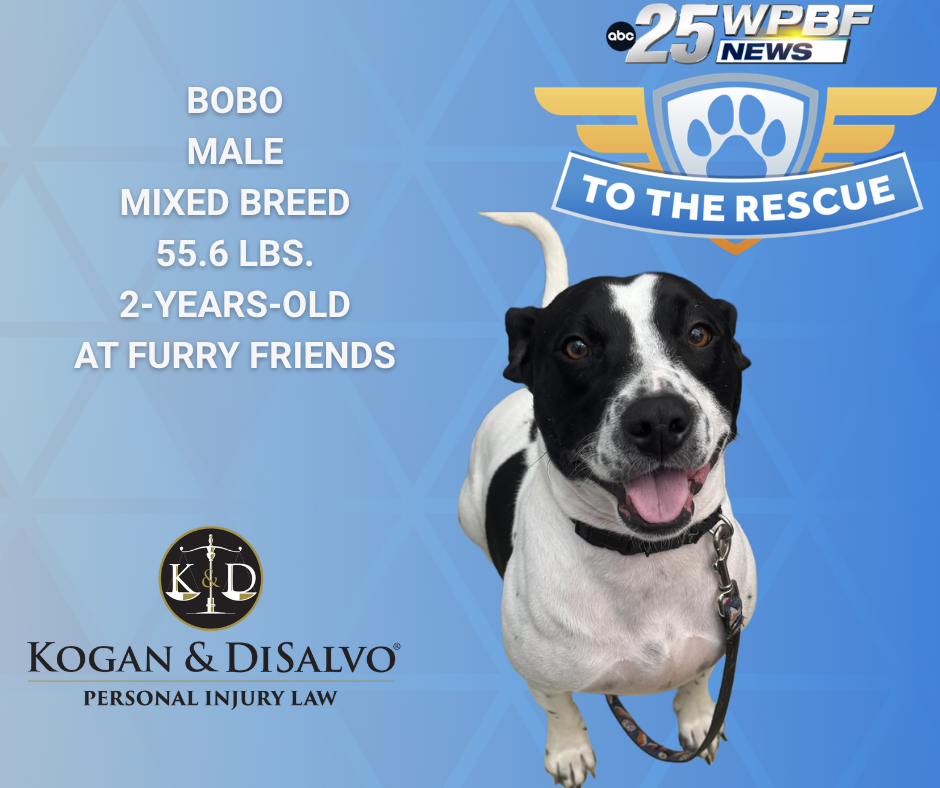 WPBF to the Rescue: Help Bobo find a forever home