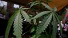 Marijuana