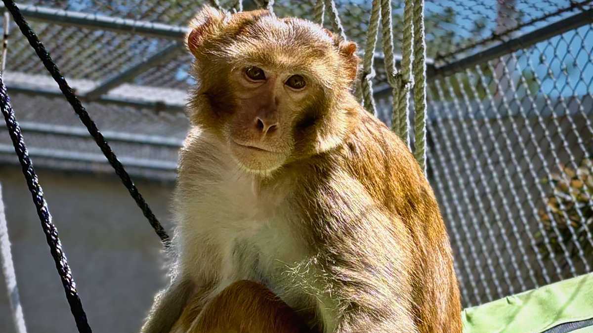 Only monkey to survive Mississippi truck crash now enjoys toys and hammock in New Jersey