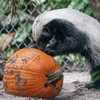 Tricks, treats & wild encounters at Boo at the Zoo at the Naples Zoo