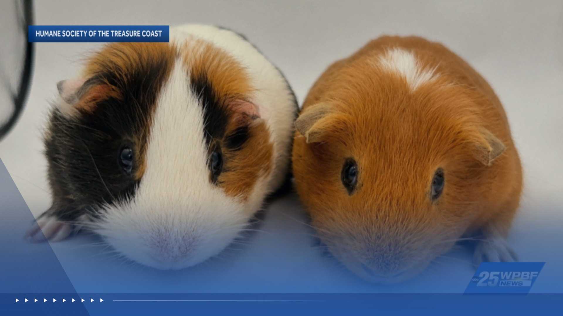 WPBF to the Rescue: Helping animals find forever homes