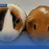 WPBF to the Rescue: Helping animals find forever homes