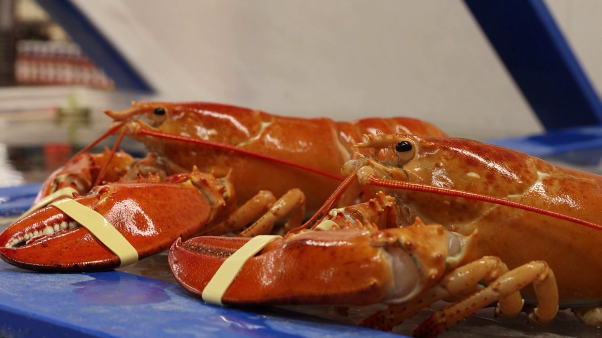 Market Basket employee finds 2 rare orange lobsters