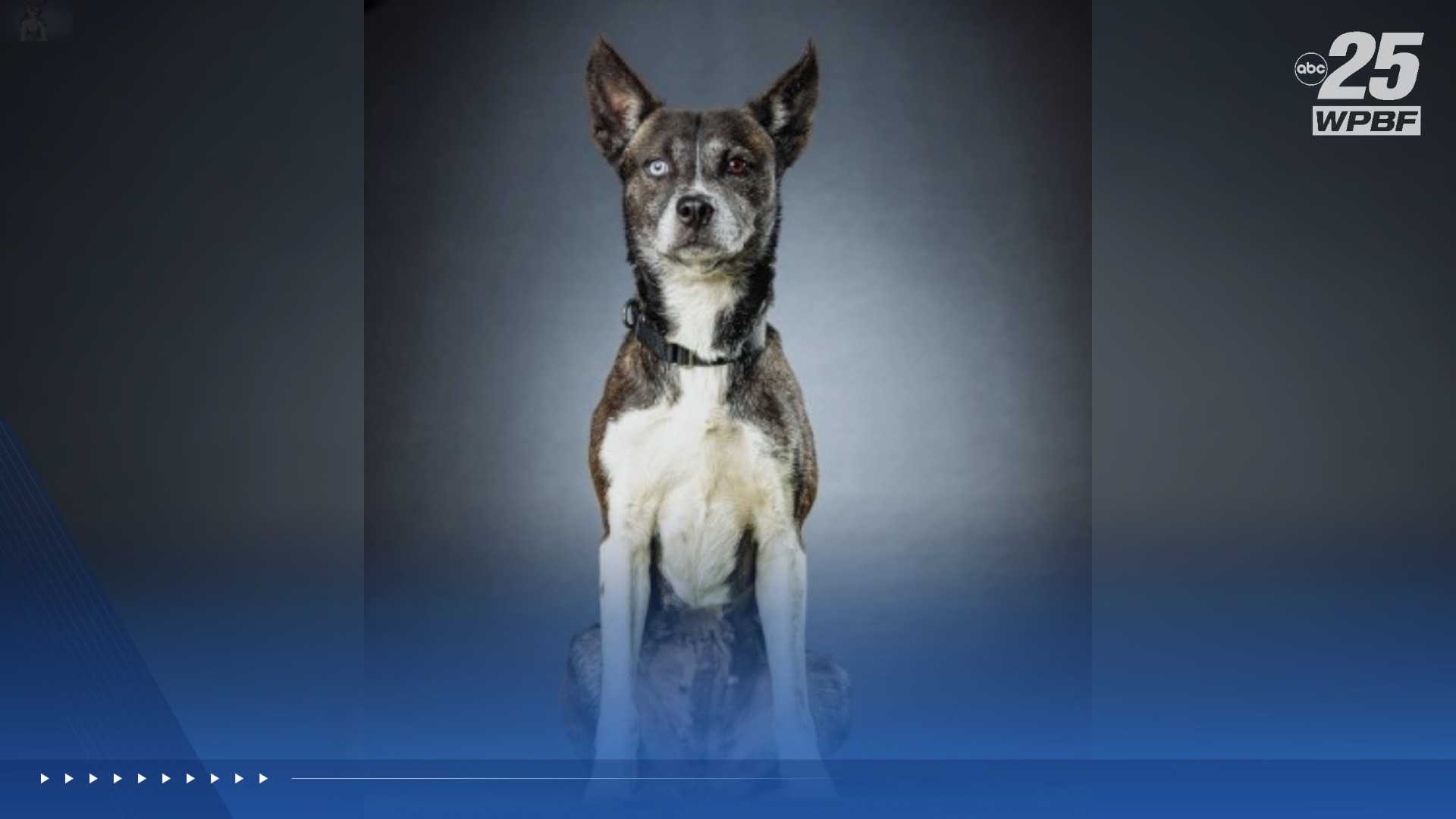 WPBF to the Rescue: Helping animals find forever homes