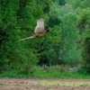 Decades of August roadside surveys in Iowa show wildlife and habitat changes