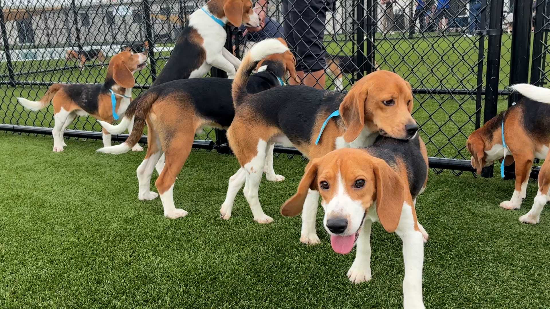 Wisconsin beagle farm closing and hundreds of its dogs will be sent to a Florida rescue group