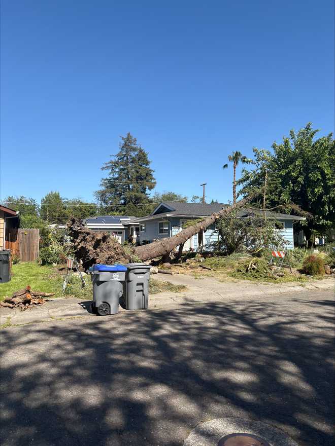 Davis tree uprooted