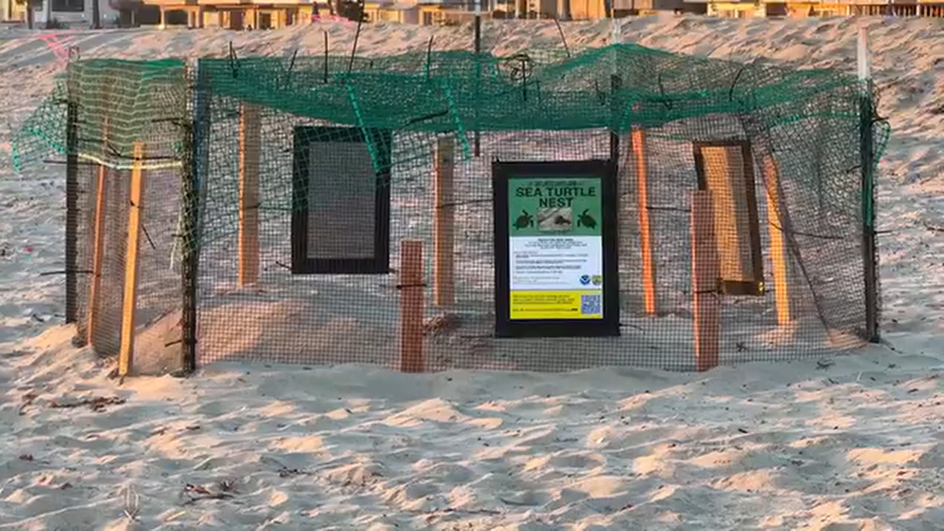VIDEO: Sea turtle lays eggs on California beach, a first in recorded history for the West Coast