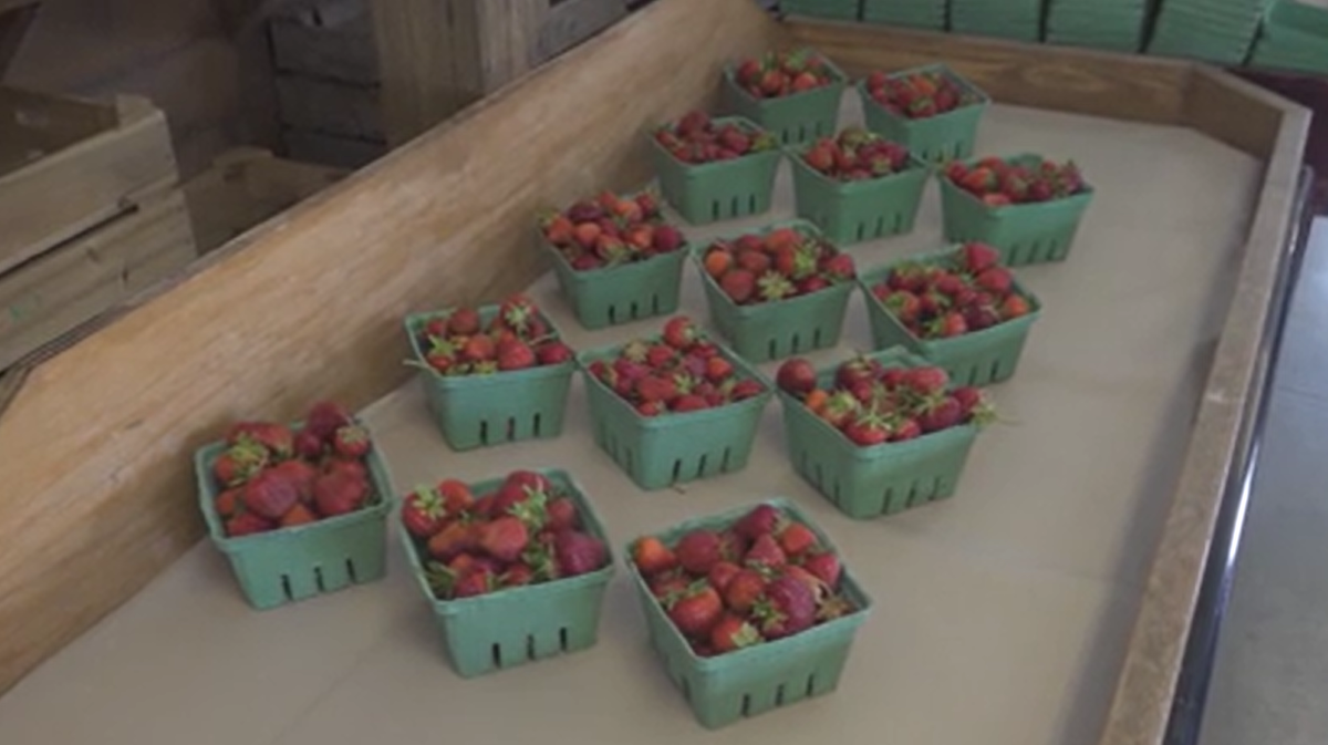 Last year’s drought could shorten strawberry season at some Maine farms