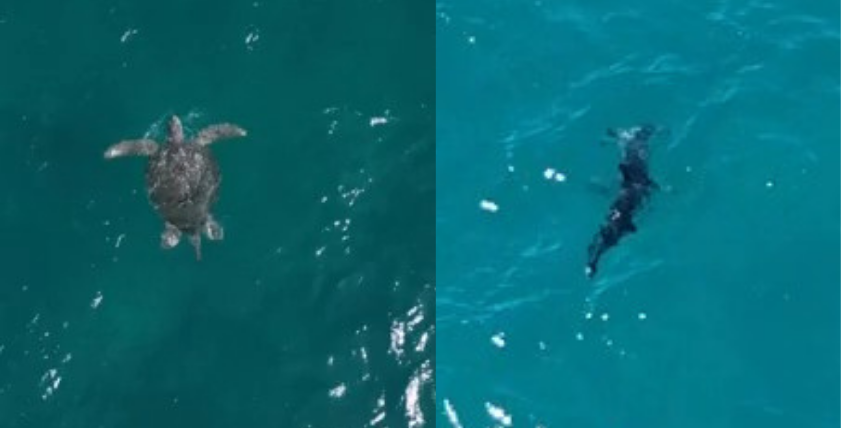 Hammerhead shark, loggerhead sea turtle spotted Florida beach - WPBF