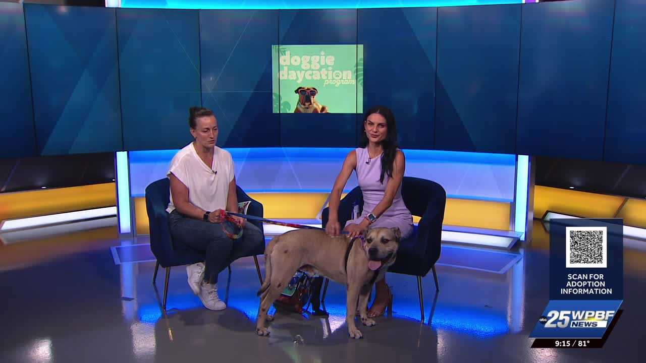 Palm Beach County Animal Care and Control launches Doggie Daycation program