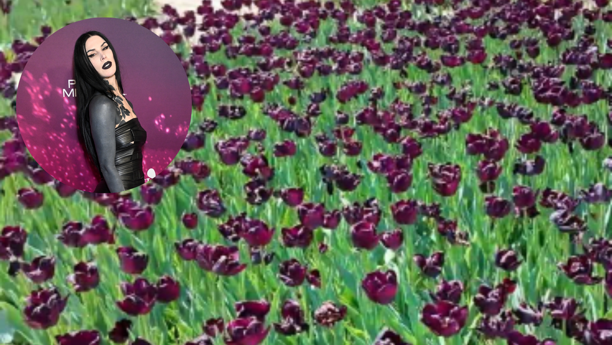 Celebrity tattoo artist Kat Von D plants 15,000 black tulips next to her Indiana home