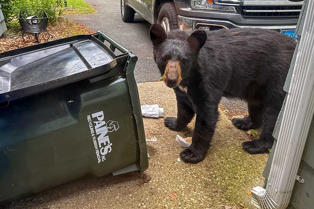 Why black bear sightings are increasing across the U.S. this year