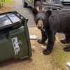 Why black bear sightings are increasing across the U.S. this year