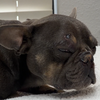 Dog rescued by vet tech after being shot and left on the side of the road