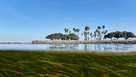 Eelgrass