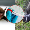 Rabid skunk, bats found in the Upstate; numerous pets exposed