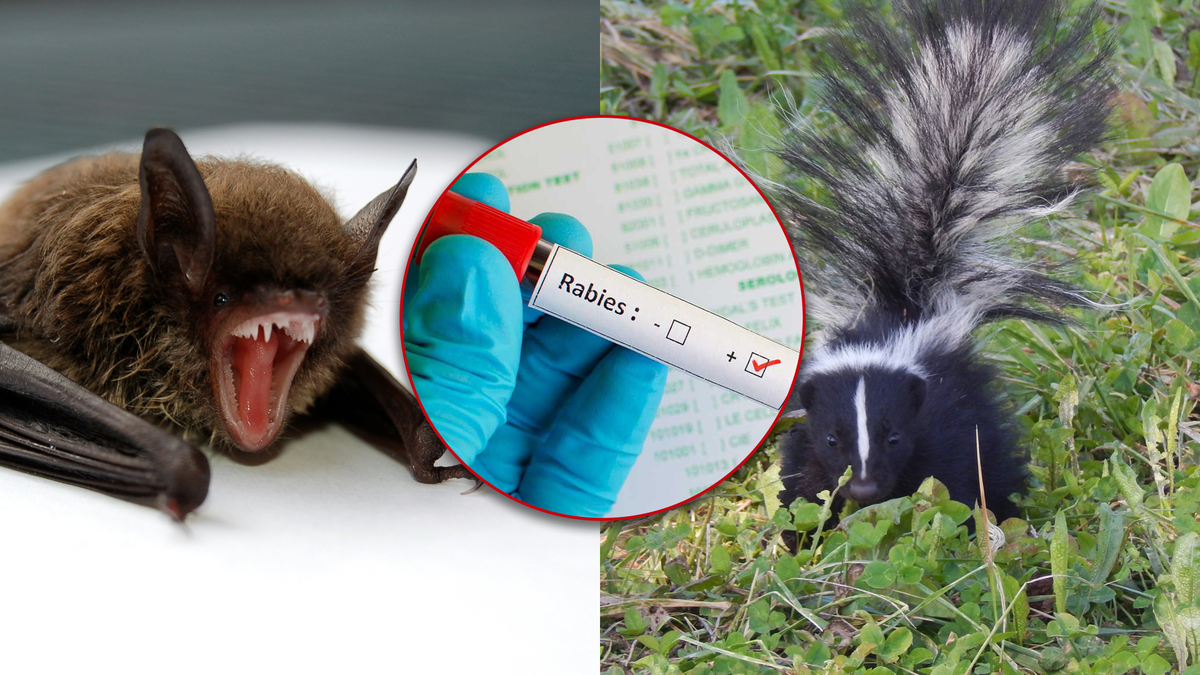 Rabid skunk, bats found in the Upstate; numerous pets exposed - WYFF