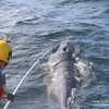 Watch: Rescuers free entangled minke whale off Cape Cod