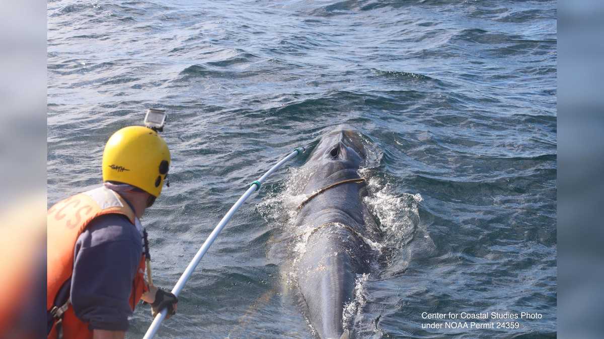 Watch: Rescuers free entangled minke whale off Cape Cod