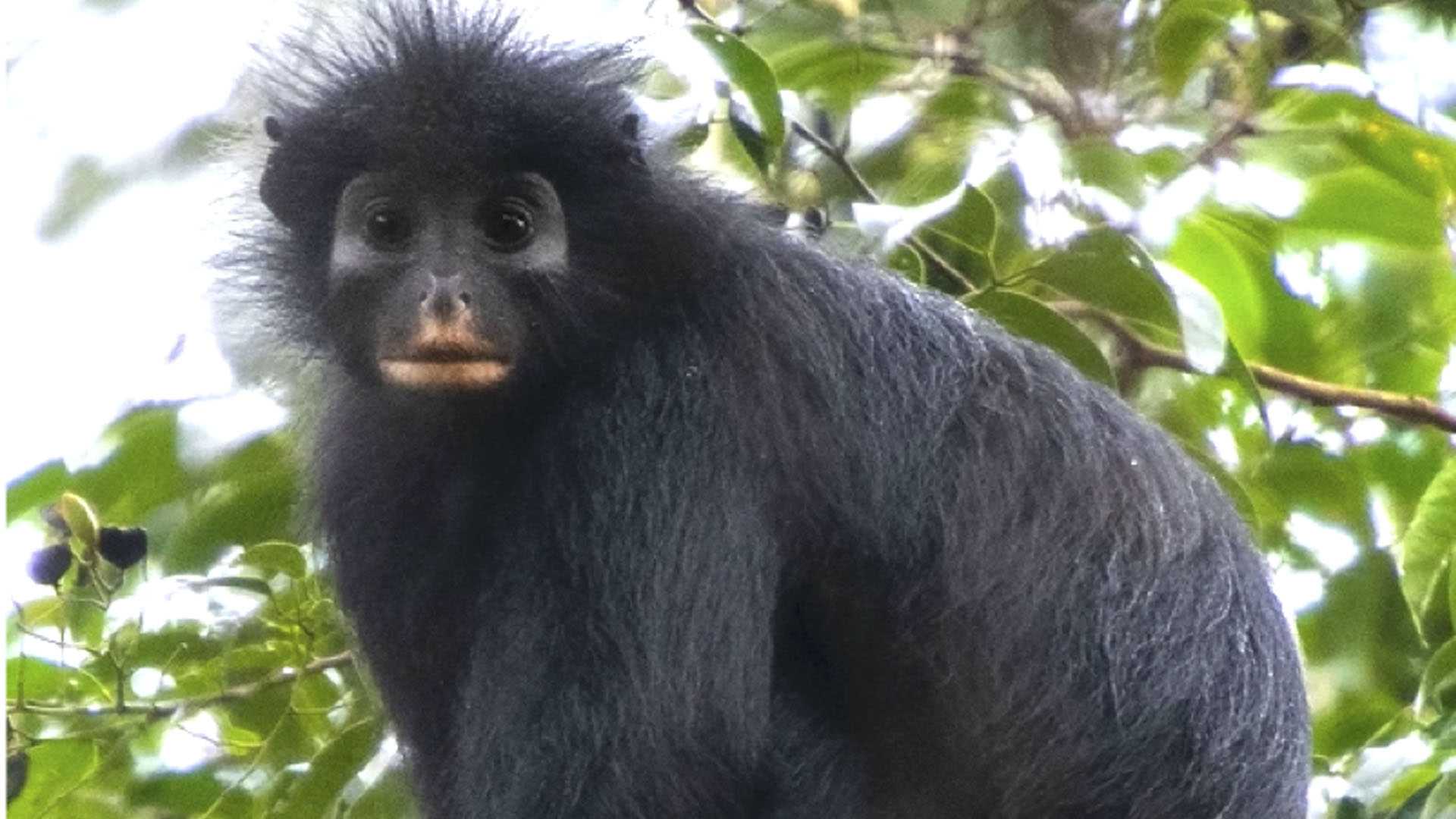 NATURAL MOUNTAIN MONKEYS NOVITA シルバー 120 カテゴリー 【公式通販】