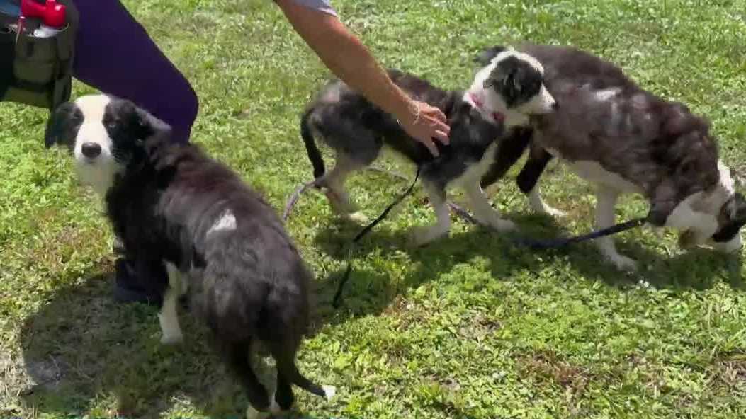 Border Collies saved from hoarding will soon be available for adoption