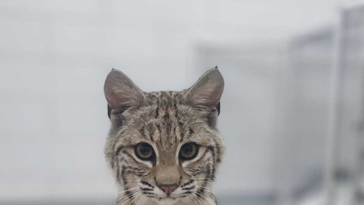 Wildlife Safari Park guests can see newest resident Betty the bobcat