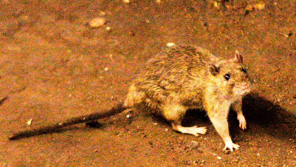 Suspected hantavirus outbreak kills 3 people on cruise ship in Atlantic Ocean