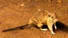 FILE - In this June 15, 2010 file photo, a rat wanders the subway tracks at Union Square in New York.