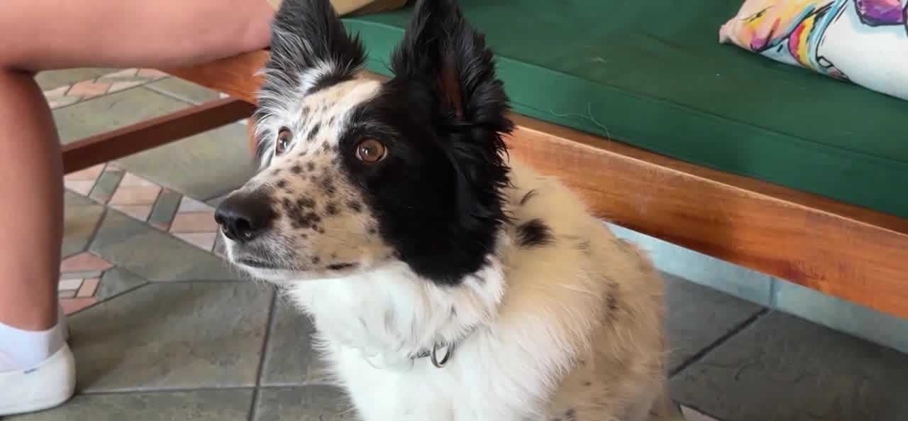 wpbf.com - Rachael Perry - Florida study explores new medication to ease storm anxiety in dogs