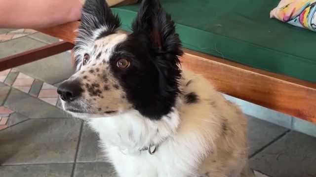 Study explores new medication to ease storm anxiety in dogs