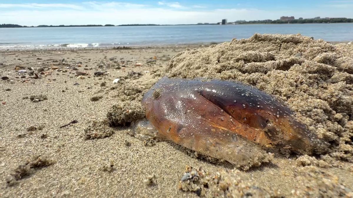 Jellyfish stings spark warnings at Curley Beach in South Boston