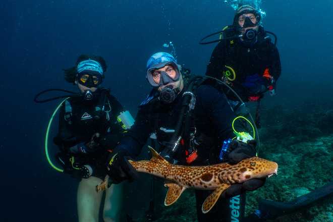 Researchers with new walking shark