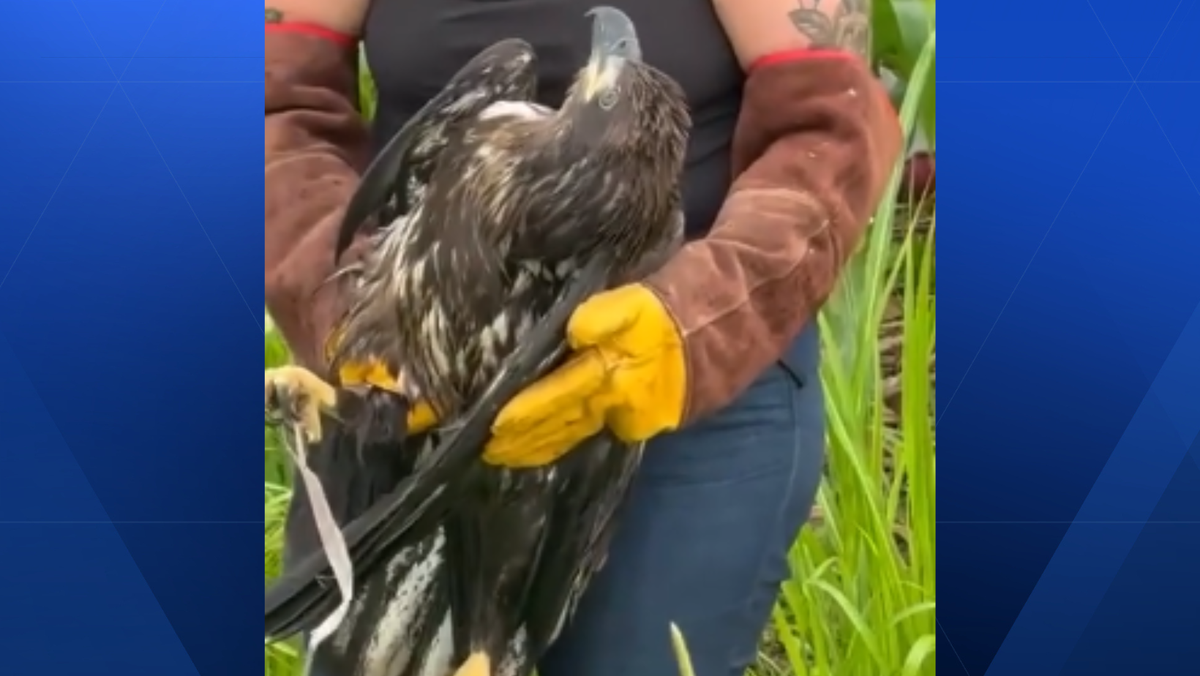 Video shows injured bald eagle being helped in Milford Township