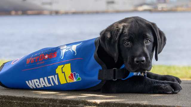 WBAL-TV's fourth Puppy with a Purpose officially has a name after weeklong voting by viewers