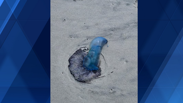 Myrtle Beach police issue Portuguese Man o' War warning