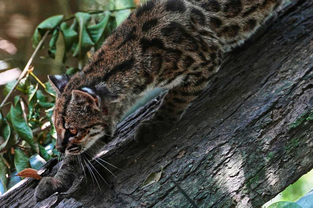 Bolivia's newly identified wild cat draws crowds, but Tigrino prefers to stay hidden