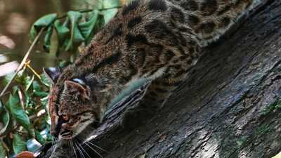 Bolivia's newly identified wild cat draws crowds, but Tigrino prefers to stay hiddenketv