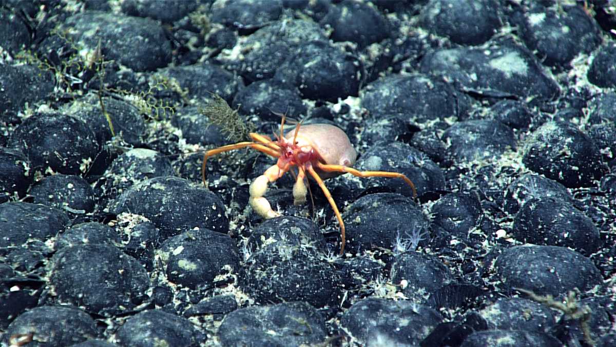 Companies join deep-sea mining rush as regulators fast-track permits