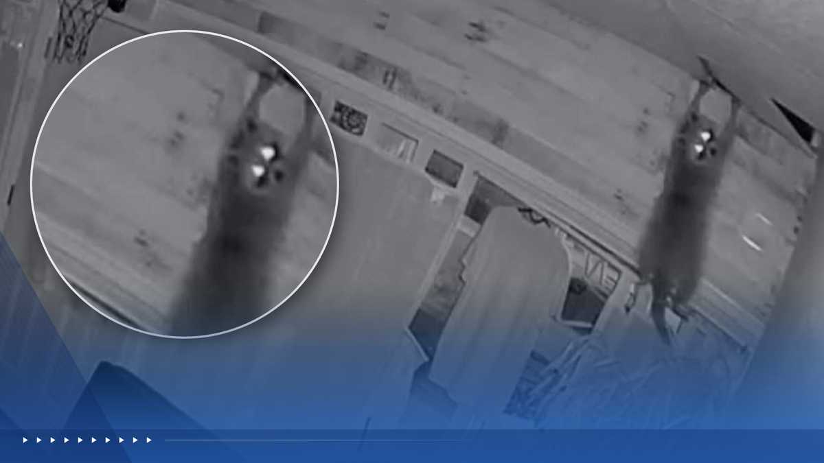 Video shows masked intruder – with paws – crashing through ceiling of Pennsylvania business