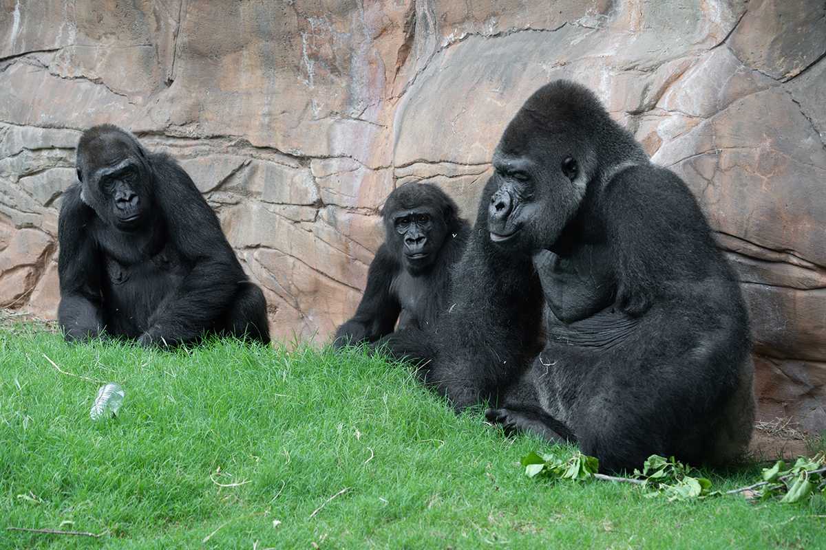 OKC Zoo welcomes 2 critically endangered western lowland gorillas