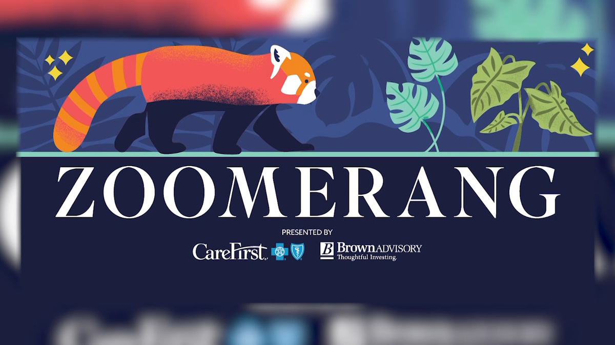 Maryland Zoo revives Zoomerang for 150th anniversary and red panda debut